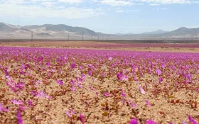 Atacama crece por oro y plata mientras cobre afecta otras regiones