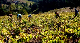 Crisis del vino: Chile pierde más de 25 mil hectáreas de viñedos desde 2019